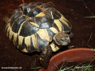 Græsk landskildpadde (Testudo hermanni)