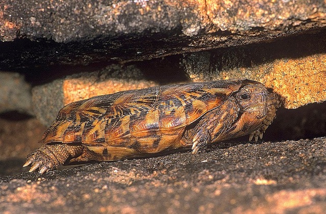 Pandekage skildpadde - Malacochersus tornieri