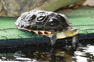 Mauremys sinensis hun ligge og slapper af. Det er en meget rolig og selvsikker skildpadde.