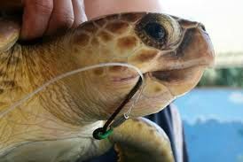 Her reddes en havskildpadde, der er fanget af en havline med kroge.