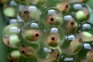 Frøens æg ædes af sumpskildpadder Photo Geoff Gallice/Wikipedia (CC BY 2.0)
