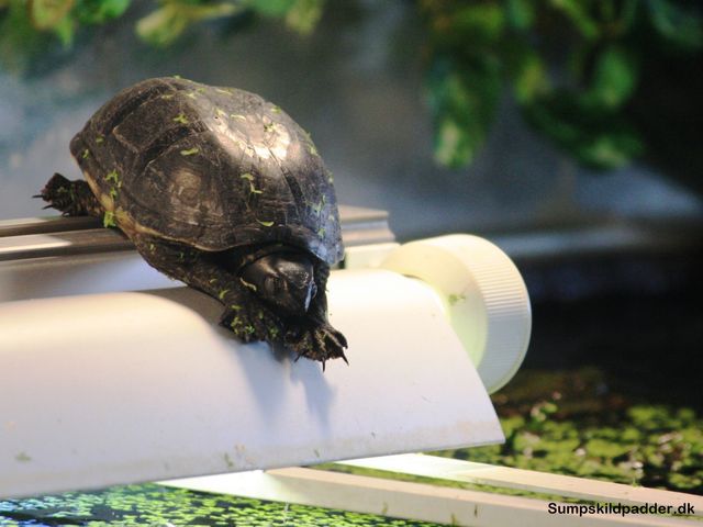 Moskusskildpadden den snorksover, ovenpå en varm lampe. Den er ikke i dvale. Skildpadden kunne selvfølgelig være syg, hvis den ikke flytter sig og vil spise.