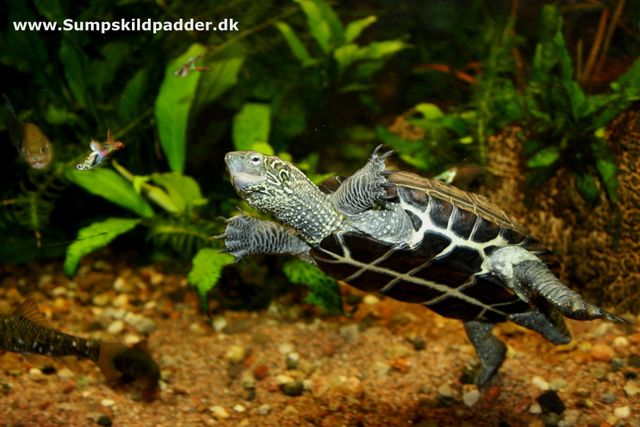 Kinesisk trekølsskildpadde