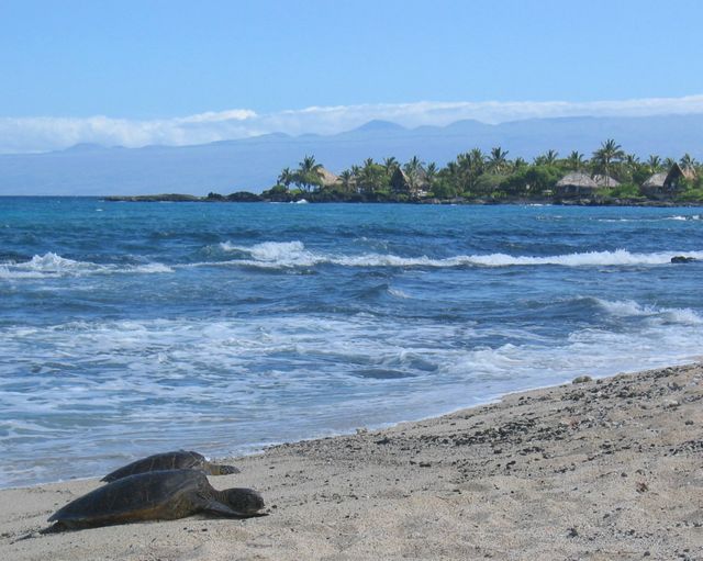 Havskildpadder stortrives under coronakrisen, her på en strand i Hawaii. Wikepedia