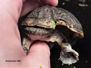Alm. moskusskildpadde hun, bidt i stykker bag til. Foto taget flere år efter skaden er sket.