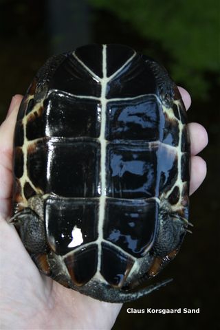 Bugskjoldet af en han Kinesisk trekølsskildpadde. Her ses tydelig det V-formede indhak ved haleroden. Hos hunnen er den mere buet.