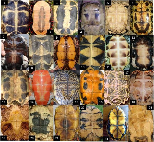 24 forskellige skildpadder og deres bugskjolde. Det er en enestående verden.