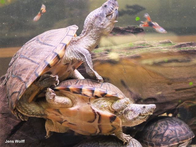 Pyramide moskusskildpadder (Sternotherus carinatus). Han er øverst, under parringen. Bemærk den store penis. Kikker du godt efter, kan du se han har et konkavt bugskjold, der passer mod hunnens rygskjold.