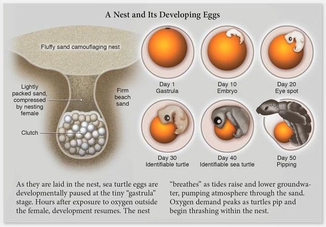 Hvordan havskildpadde æg udvikler sig. DRAWN BY DAWN.
