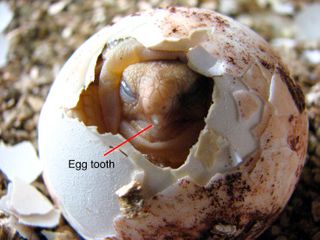 Ægget fra en Afrikansk sporeskildpadde (Geochelone sulcata) der er ved at blive klækket. Pilen peger mod ægtanden der er ved at skære sig ud af ægget. Foto af Tim Colston