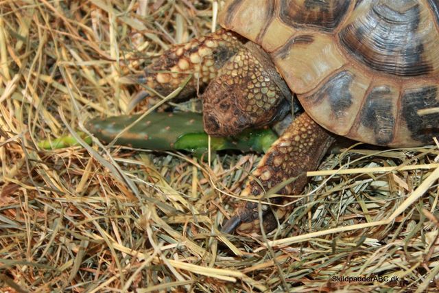 Græsk landskildpadde spiser figenkaktus.
