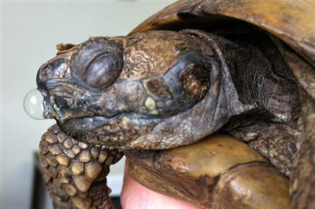 En tydelig syg landskildpadde, med bobler i næsen hos en landskildpadde, der har luftvejsproblemer. Foto. The Exotic Pet Vet Blog