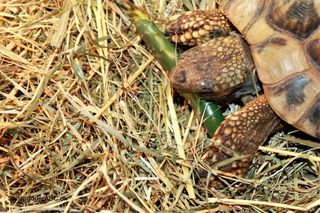 Du skal aldrig fodre direkte på bundlaget, læg evt. lidt frisk hø og fodrer ovenpå. Græsk landskildpadde er i gang med at spise hjemmegroet figenkaktus. Set på SkildpaddeShop.dk 