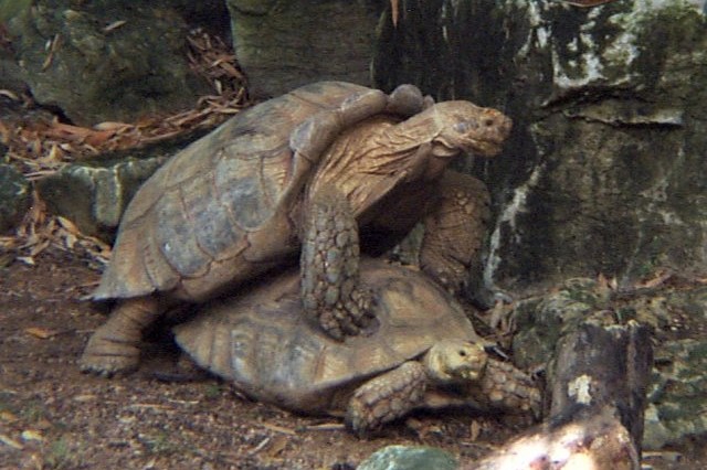 Afrikansk sporeskildpadde parrer sig Fort Worth Zoo