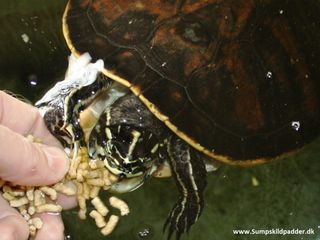 Cooter fodres. Her er fingrene tæt ved skildpaddens næb og der kan ske uheld, hvis man ikke er opmærksom.