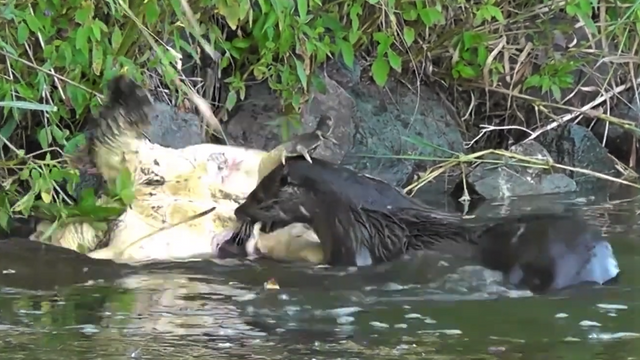 Odder fanger snapskildpadde malawimom YouTube. Din kæleskildpadde har ikke en chance imod dette formidable rovdyr. 