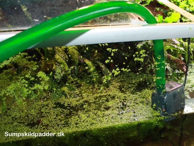 Med en pumpe og haveslange, er det nu let at skifte vand i akvariet, uden vandspild.