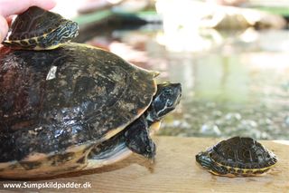 Husk, de små skildpadder, de bliver også store. De store skildpadder, de skal havet meget mere plads, end de små skildpadder. 