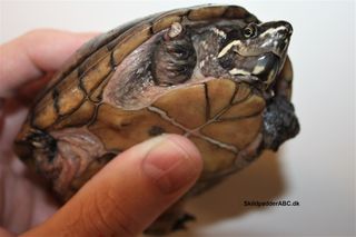Moskusskildpadde med hævede fødder (ødemer). Lyserød farve i huden. Skildpadden har blodforgiftning.