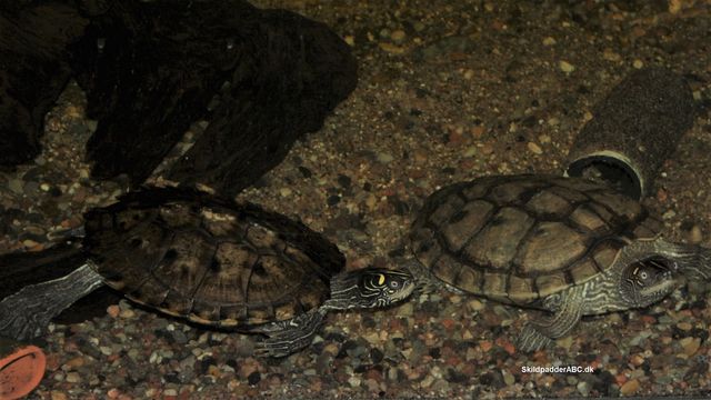 2 hunner falske landkortskildpadder (Graptemys pseudogeographica).
