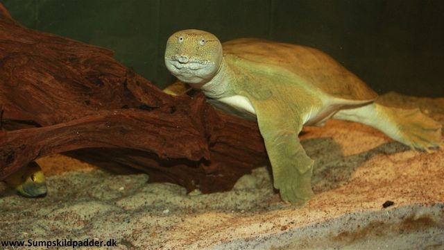 Den Kinesisk blødskjoldsskildpadde lever sammen med en flok citron cichlider.