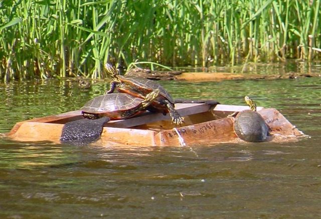 Fælde til sumpskildpadder. Skildpadder vipper ned i fælden og kan ikke komme op igen. De fangede skildpadder, overlever turen i fælden. Fotograf Tony Gamble, Wikipedia.