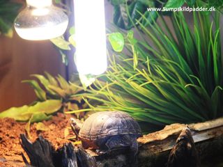 Til moskusskildpadder, hænger vi UVB-pæren ud til kanten, af vandet. Moskusskildpadden her lige netop kravlet op på kanten 👇, tit strækker de halsen op over kanten, imod lyset. Hvilket er nok for dem.