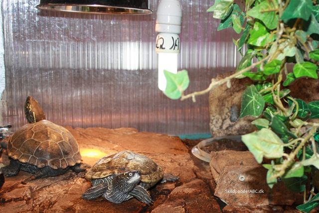 Sørg for at dine falske landkortskildpadder kan komme op på en helt tør solplads. Æglægningsplads ses bagved til højre.