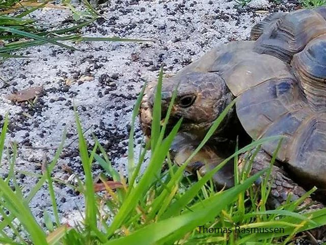 Maurisk landskildpadde er en af de arter, der ifølge det nye studie kan sætte aldringsprocessen i stå.