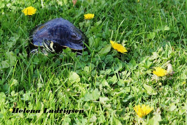 Hvad er du for én? Det er en vandlevende / kaldes også sumpskildpadde. Hvad laver du dog på land? *Det fortæller vi dig mere om, allernederst på siden.