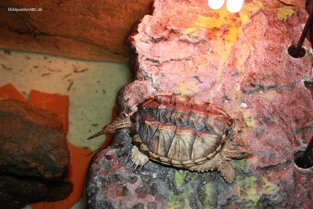 Ung alm. snapskildpadde, hos Skildpadder ABC, der er kravlet op på land, det gør den dagligt.