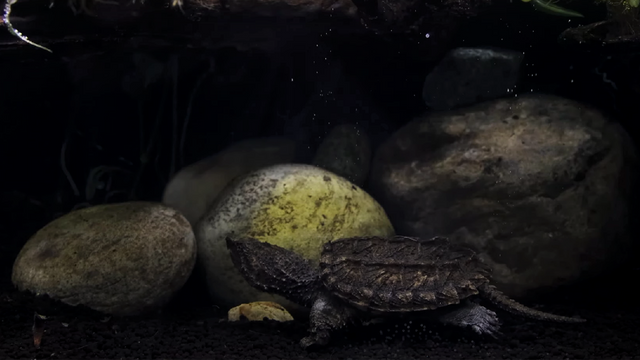 Hybrid alm. snapskildpadde og alligator snapskildpadde unge. Husk, hybride skildpadder, er normalt sterile dyr. Foto fra SerpaDesign YouTube.