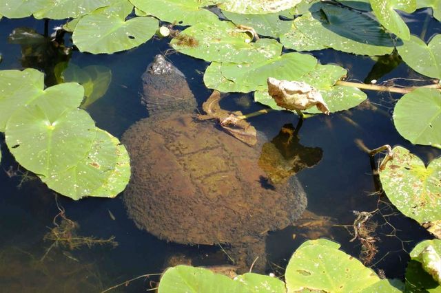 Alm. snapskildpadde (Chelydra serpentina) ligger gerne og flyder i vandoverfladen og får solens stråler, de er vigtige for alle skildpadder.