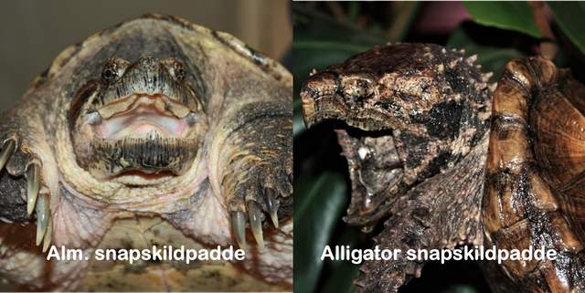 Alm. snapskildpadde kan veje op til 30 kg. -  Alligator snapskildpadde kan veje op til 70+ kg.