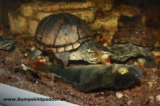 Selv om din sumpskildpadde aldrig har set en fisk, så vil den normalt straks forsøge at æde den. Moskusskildpadde og kinesisk trekølsskildpadde har fået en aborre.