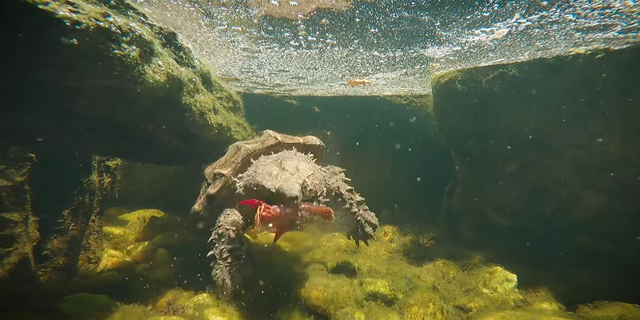 Alligator snapskildpadde fanger krebs. Der er et naturligt foder, for snapskildpadder, i deres naturlige hjemland Nordamerika.