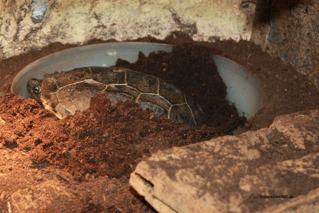 Kinesisk trekølsskildpadder er i gang med at lægge æg. Hun har gravet dybt ned, i æglægningspladsen.
