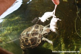 Vi fodrer her en kinesisk trekølsskildpadde med mus.