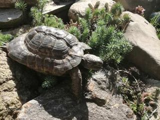 Mauriske landskildpadde har marksten, den kan klatre på, her i et af vores udendørsanlæg.