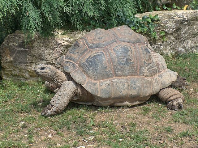 En Aldabra kæmpeskildpadde i Beauval Zoo, Frankrig Foto Wikipedia.