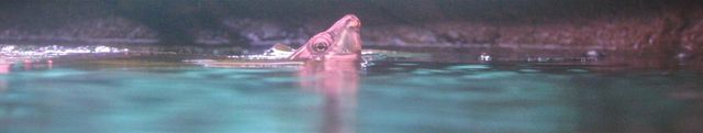 Moskusskildpadde stikker snuden oven vandet.