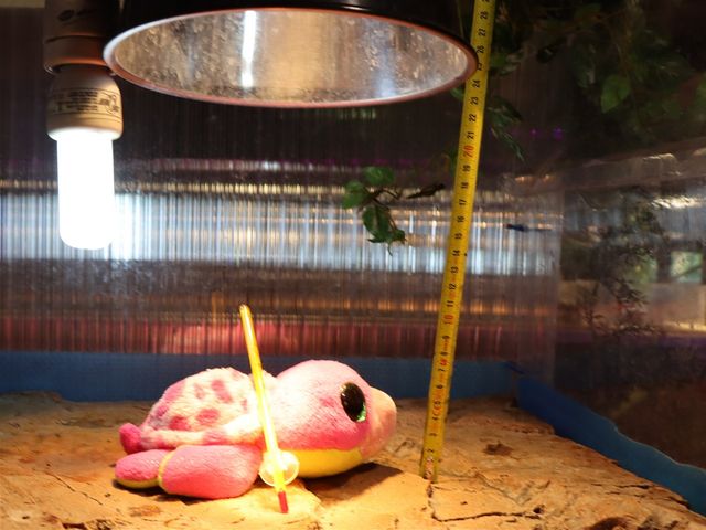Tjek solpladsens temperatur, med et termometer. Husk afstanden til lampen, til næste gang du skifter varmepære, så har du et godt udgangspunkt, hvor højt lampen skal hænge.
UVB-pære er den til venstre. Varmepæren er monteret i lampeskærmen, lige over skildpadden.