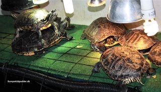 En god solplads, med 30-35 graders varme, hvor dyrene kan ligge og blive helt tør også under bugen.  
UVB-pæren må max. hænge 15 cm. fra skildpadden ellers virker, uv-strålerne ikke på skildpadden.