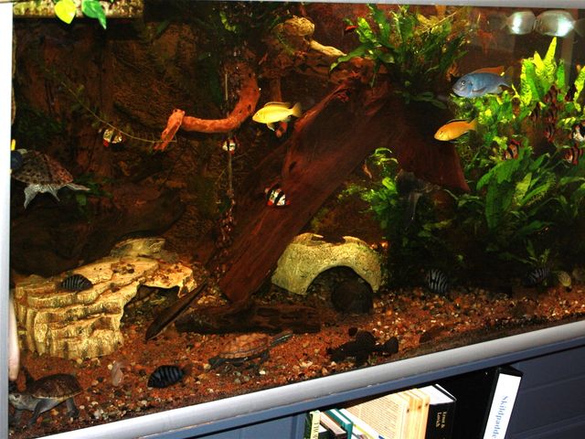 Et af vores store akvarier, akvarium til moskusskildpadder 725 l.