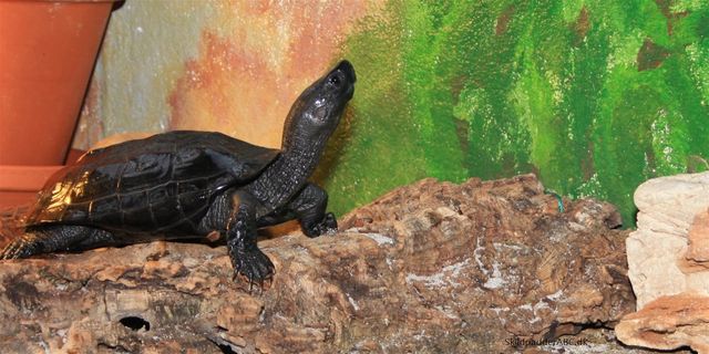 Kinesisk trekølsskildpadde (Chinemys reevesii) kaldes også (Mauremys reevesii).